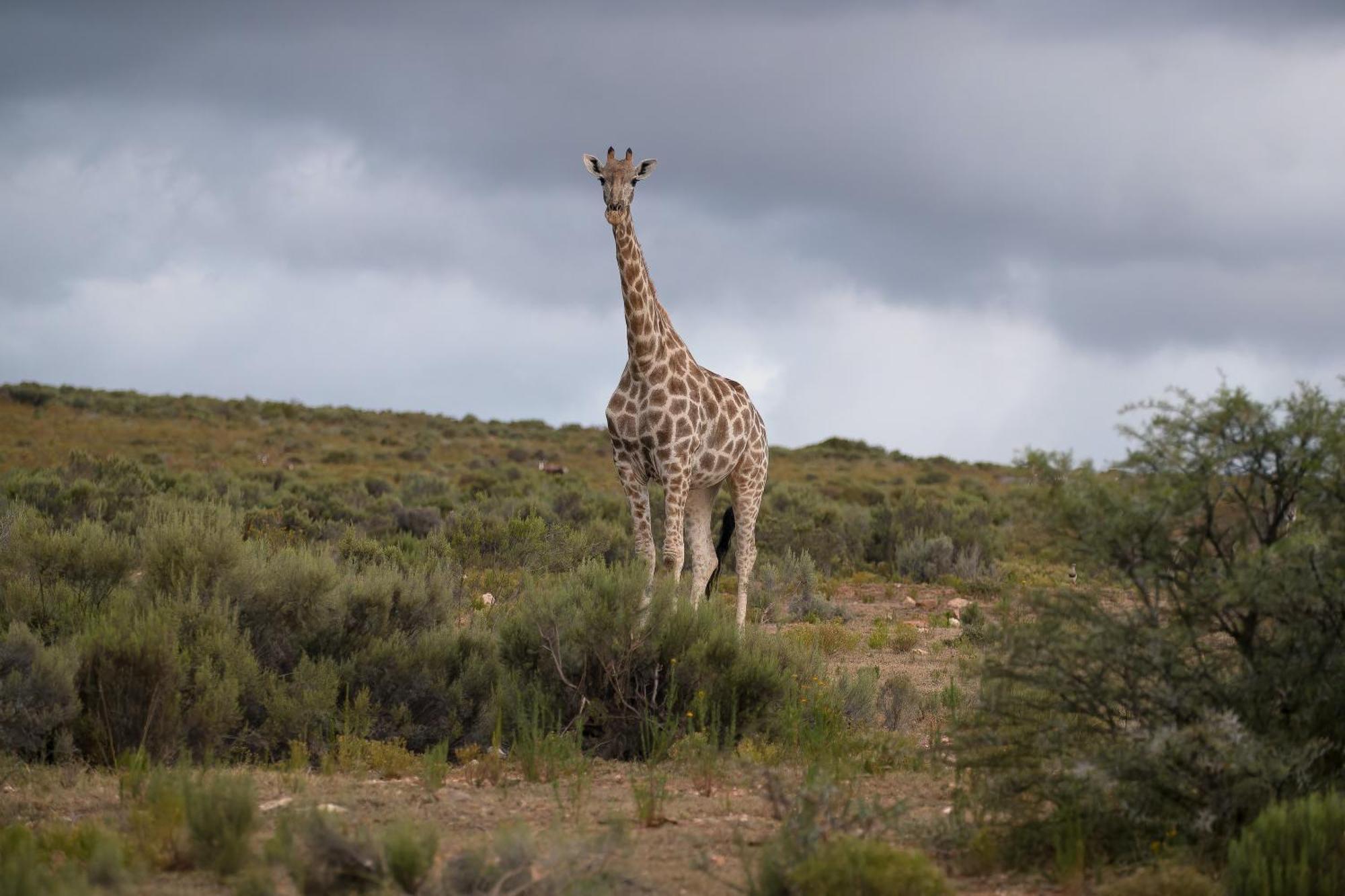 Swartberg Private Game Lodge Oudtshoorn Exteriér fotografie